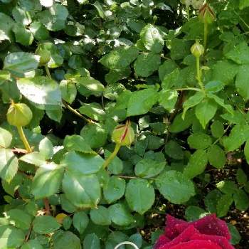 クリムゾン グローリーの画像 by takiさん | 小さな庭とばら バラ 薔薇とクリムゾン グローリーとおうち園芸