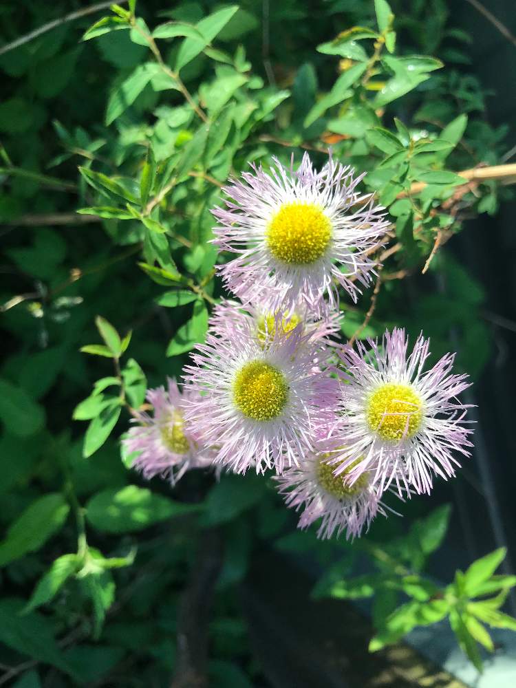 ハルジオンの投稿画像 By Keiさん 月5月1日 Greensnap グリーンスナップ