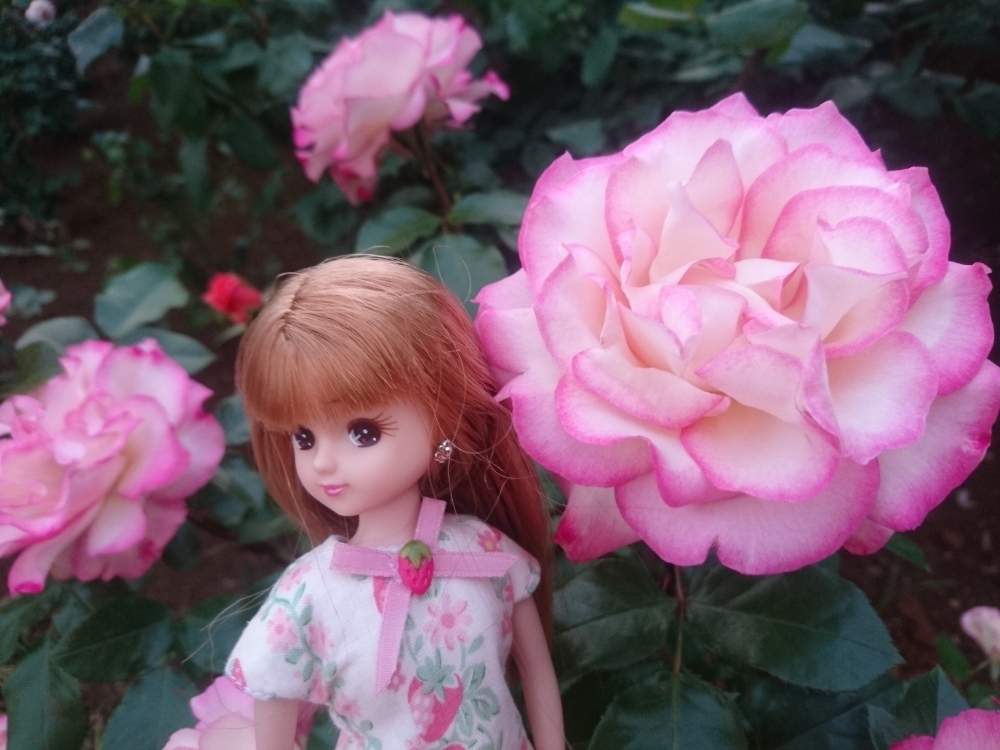 ばら バラ 薔薇の投稿画像 By Shin Tsuyoさん おうち園芸と植中毒とリカちゃんと多肉女子とタニラーと埼玉タニラーとゆるキャラ 倶楽部と花のある暮らしとキャラクターとコラボpic 月5月1日 Greensnap グリーンスナップ