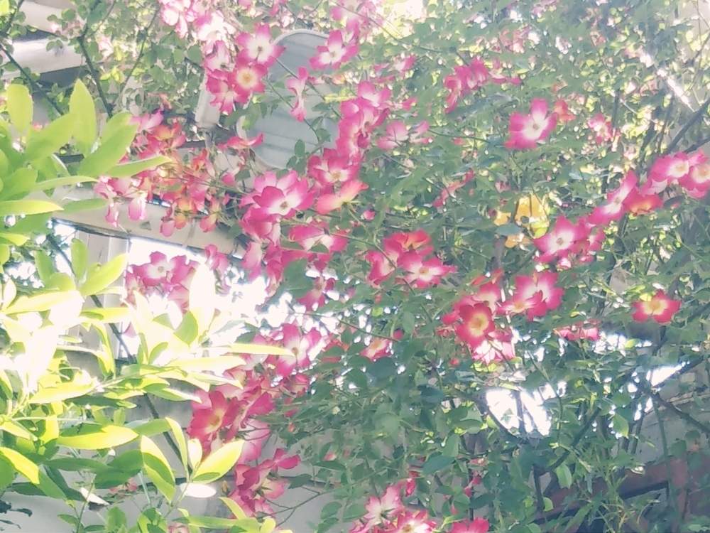 つるバラ カクテルの投稿画像 By あしにあいさん 美しい樹木と可愛いい花達とばら バラ 薔薇と美しい花達 月5月1日 Greensnap グリーンスナップ