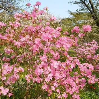 初夏の咲く花の投稿画像一覧 Greensnap グリーンスナップ 初夏の咲く花の投稿画像一覧 Greensnap グリーンスナップ