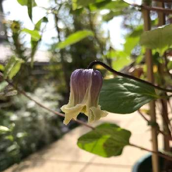 クレマチス 青磁の投稿画像一覧 Greensnap グリーンスナップ