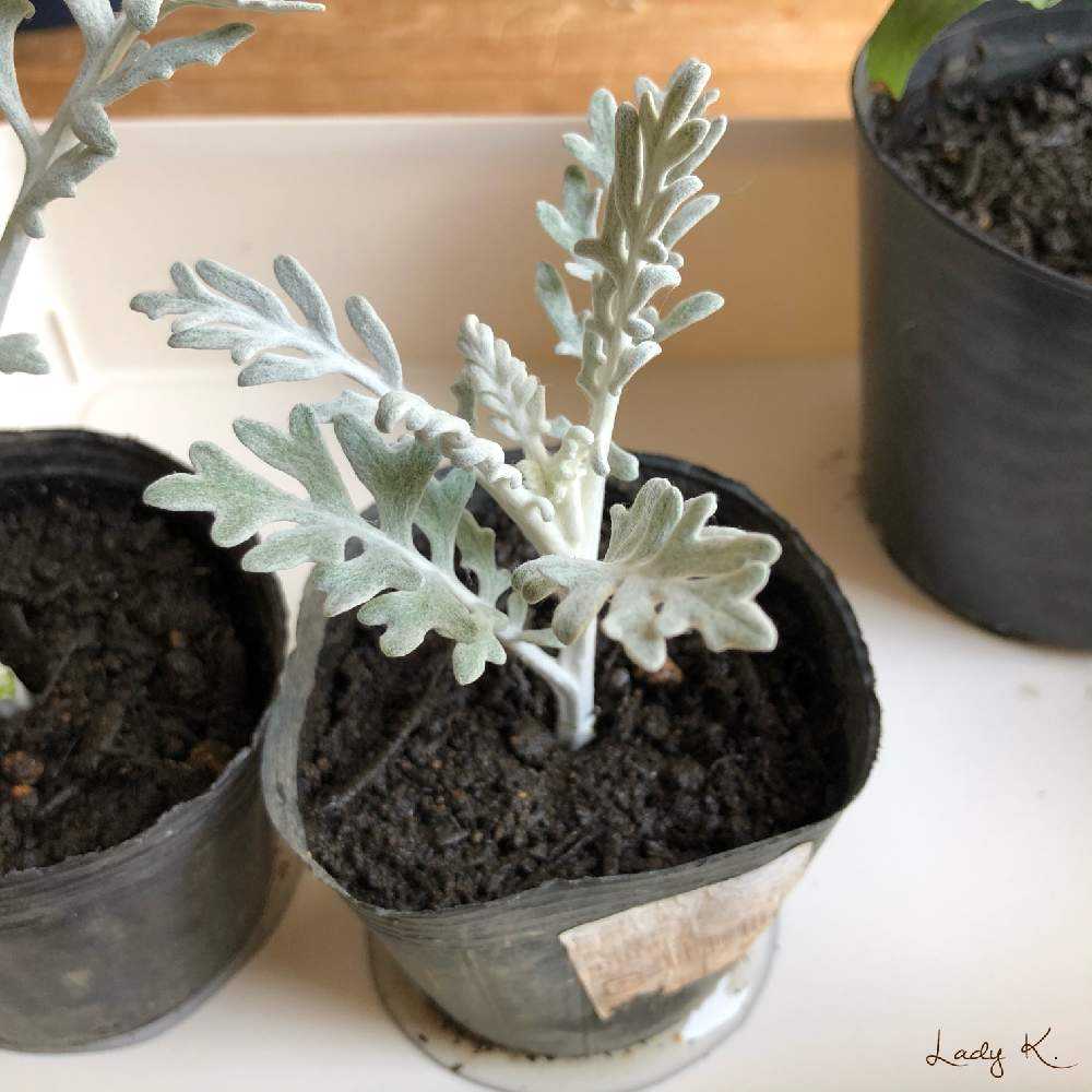 シロタエギクの挿し芽 挿し木 Greensnap グリーンスナップ