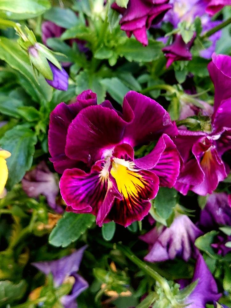 ひらひらの花ビラの投稿画像 By さかいさん むらさきの花 月5月2日 Greensnap グリーンスナップ ひらひらの花ビラの投稿画像 By さかいさん むらさきの花 月5月2日 Greensnap グリーンスナップ