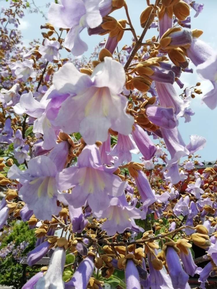 紫色の投稿画像 By はなちゃんさん 神聖な木と桐タンスと紋章 月5月2日 Greensnap グリーンスナップ