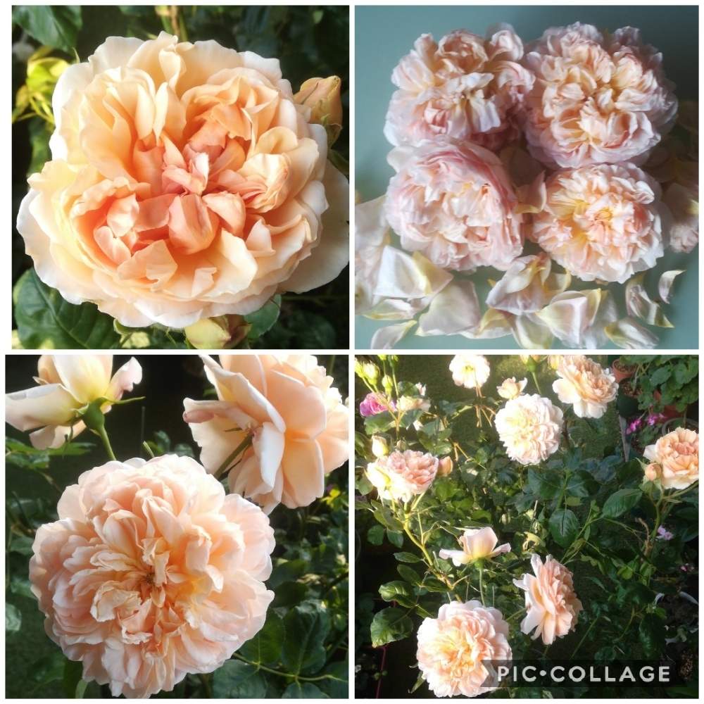 バラ エブリンの投稿画像 By るるさん ばら バラ 薔薇と薔薇 に魅せられてとおうち園芸と綺麗と鉢植えと癒やしの時間と可愛いとガーデニングと花のある暮らしと薔薇 とかわいいな とバラ ミニバラ 月5月2日 Greensnap グリーンスナップ