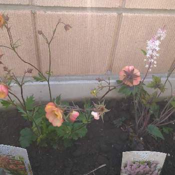ティアレラ・シュガー＆スパイスの画像 by すみれさん | 小さな庭と宿根草とティアレラ・シュガー＆スパイスとゲウム　ノナと薔薇のある庭
