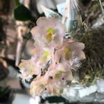Clowesia Grace Dunnの一覧｜?GreenSnap（グリーンスナップ）