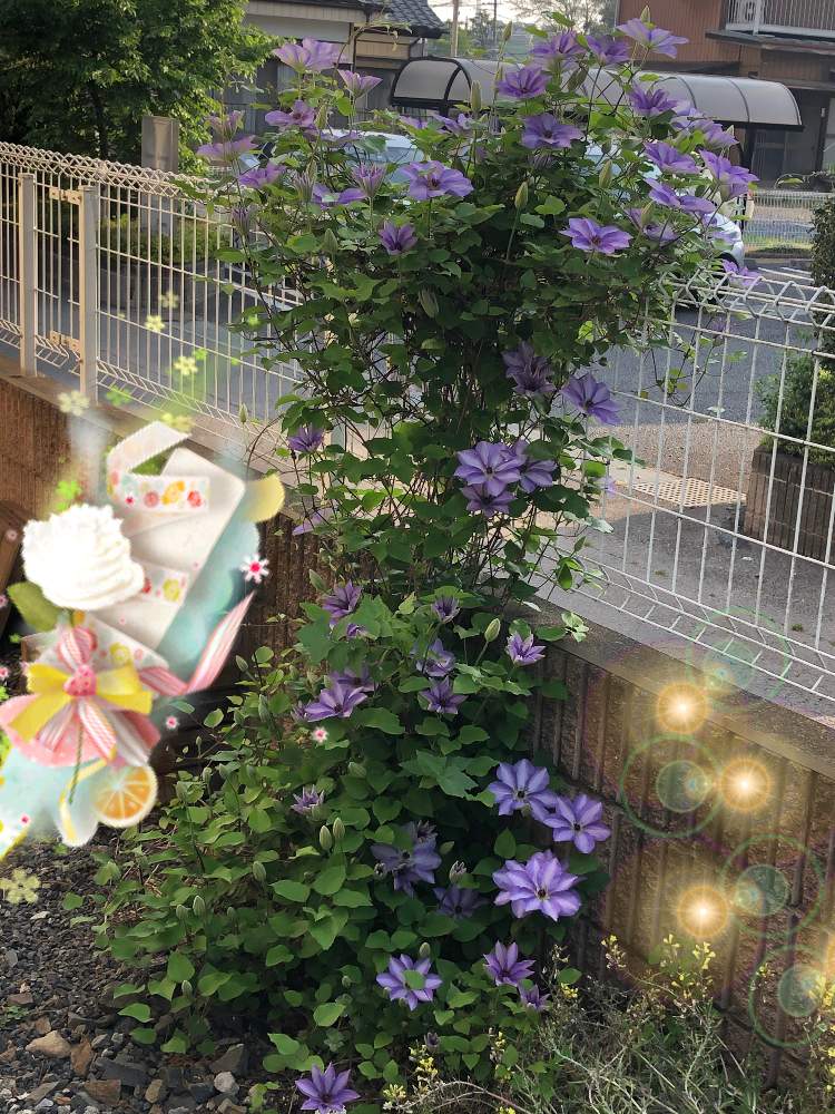 うちの庭の投稿画像 By Chacha さん 庭の花と手作りの庭とおうち園芸とクレマチス 地植えと バラとクレマチス フォトコンと我が家の庭とクレマチス 咲き始めたと庭の宿根草 月5月2日 Greensnap グリーンスナップ