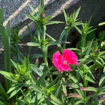 晴れの日 の投稿画像一覧 Greensnap グリーンスナップ