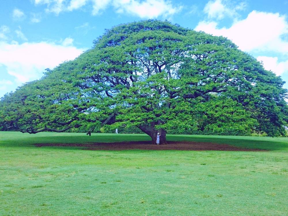 モンキーポッドの投稿画像 By シロネコさん 樹木と綺麗なミドリ 月5月2日 Greensnap グリーンスナップ