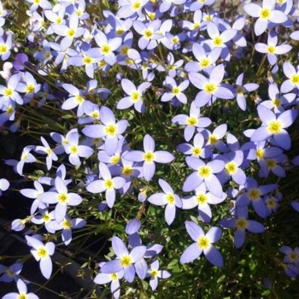 ヒナソウの投稿画像 By 花梨さん お出かけ先と青い花と花のある暮らしと可愛いお花と綺麗なお花と青い花と花のある暮らしと可愛いお花と綺麗なお花 月5月2日 Greensnap グリーンスナップ Greensnap グリーンスナップ