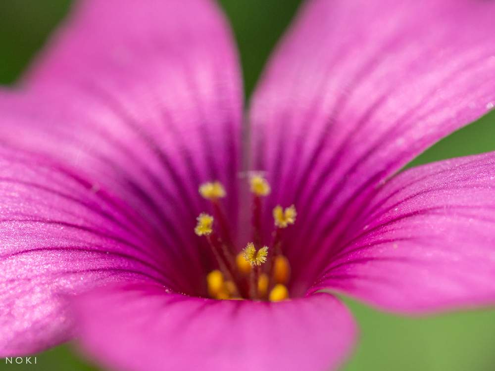 ベニカタバミの投稿画像 By ノキさん カタバミ科とマクロレンズとピンクの花と野草とお写ん歩と山野草とgs映えとマクロ撮影としべ好きと雑草と可愛いと花のある暮らしと小さな花とかわいいな と小花好きと紫の花と河原の花 月5月2日 Greensnap グリーンスナップ