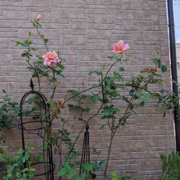 バラ ティファニーの画像 by ベリー❤さん | 玄関とブルームーンとバラ ティファニーとスィートブライアーローズとありがとう❤️と咲いたよと癒しと感謝と名古屋支部とのびのびとバラ・ミニバラとバラを楽しむ