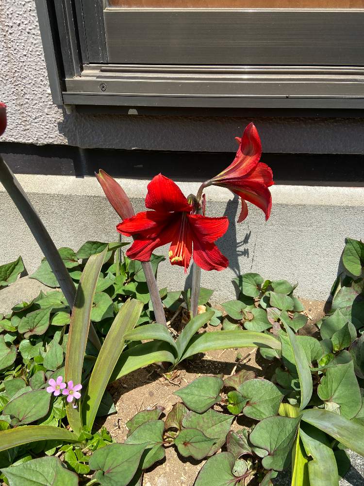 アマリリスの投稿画像 By じょうさん 月5月2日 Greensnap グリーンスナップ