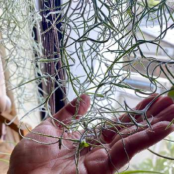 ウスネオイデスの花の投稿画像一覧 Greensnap グリーンスナップ