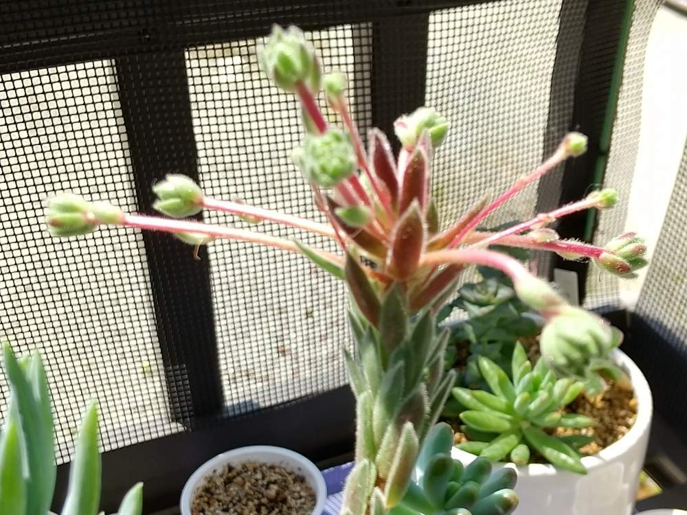 多肉植物とサボテンの投稿画像 By Masamiさん ランナーとセンペルちゃんとセンペルビューム 属 月5月2日 Greensnap グリーンスナップ