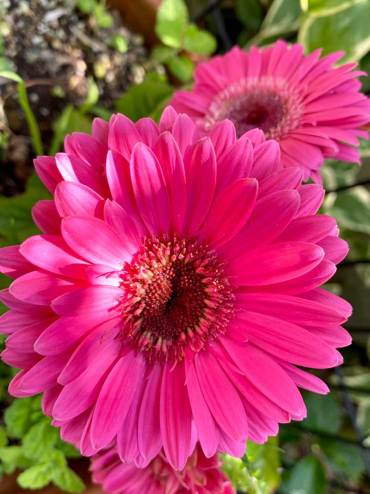 ガーベラの投稿画像 By Lyraさん ピンク ぴんく Pinkと豪華と春のガーデニングと愛らしいと華やかとおうち園芸と鮮やか と艶やかと可愛い と花のある暮らしとピンクハンター 月5月2日 Greensnap グリーンスナップ