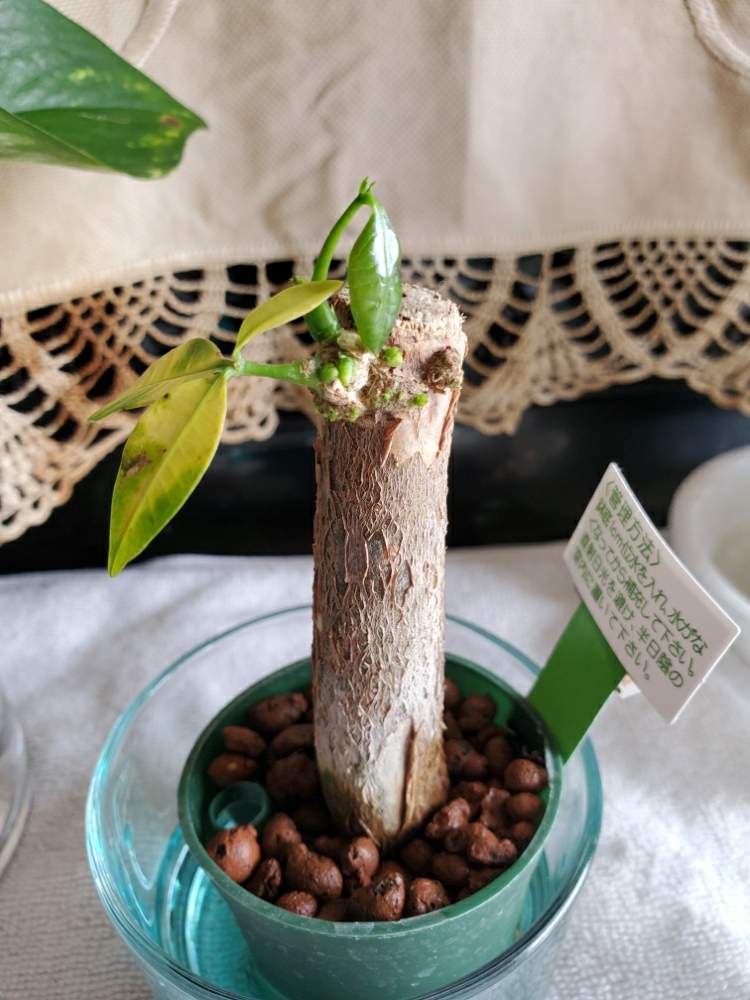 パキラ成長期 Greensnap グリーンスナップ パキラ成長期 Greensnap グリーンスナップ