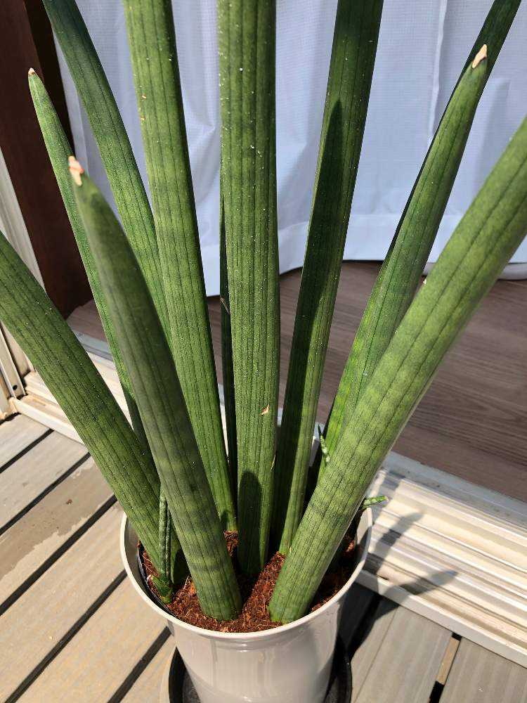 サンスベリアスタッキー水やりまとめ Greensnap グリーンスナップ