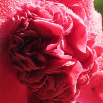 南蛮紅  椿の画像 by サワーポメロさん | 庭の椿と素敵な庭に✨と皆様に感謝と花のある暮らしと南蛮紅  椿