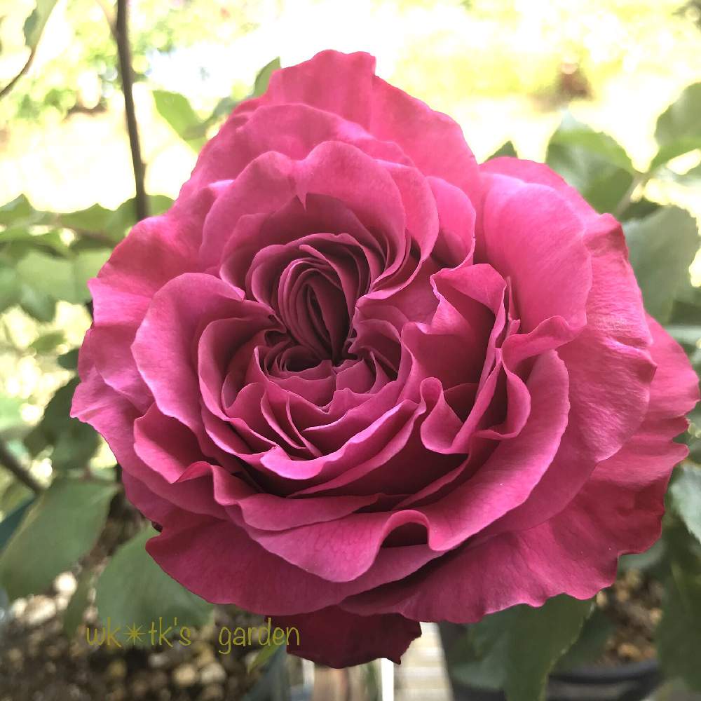 オール4ラブの投稿画像 By Wk Tkさん バラ オールフォーラブと薔薇愛同盟とピンクの花と新型コロナウィルスに負けるなと薔薇のある暮らし とバラ と夢clubとバラ科と鉢植えとばら 薔薇 バラとバラ ミニバラとバラを楽しむとstay Homeとiphone撮影 月5月2日