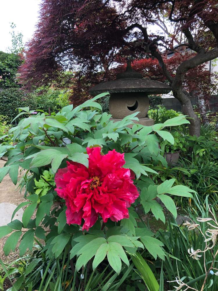 牡丹の投稿画像 By H Yper Fukapyさん 色鮮やかな花と大輪と鉢植えと花のある暮らしと紅色の花と地植えと紅い牡丹 月5月2日 Greensnap グリーンスナップ