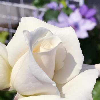 バラ パスカリの画像 by よんさん | 小さな庭とバラ パスカリと花のある暮らしとばら バラ 薔薇とおうち園芸