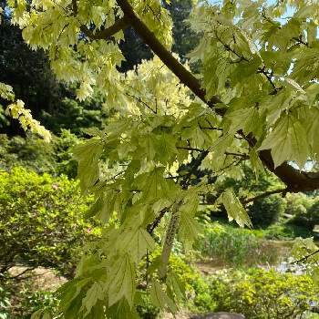 トウカエデ 花散里の投稿画像一覧 Greensnap グリーンスナップ トウカエデ 花散里の投稿画像一覧 Greensnap グリーンスナップ