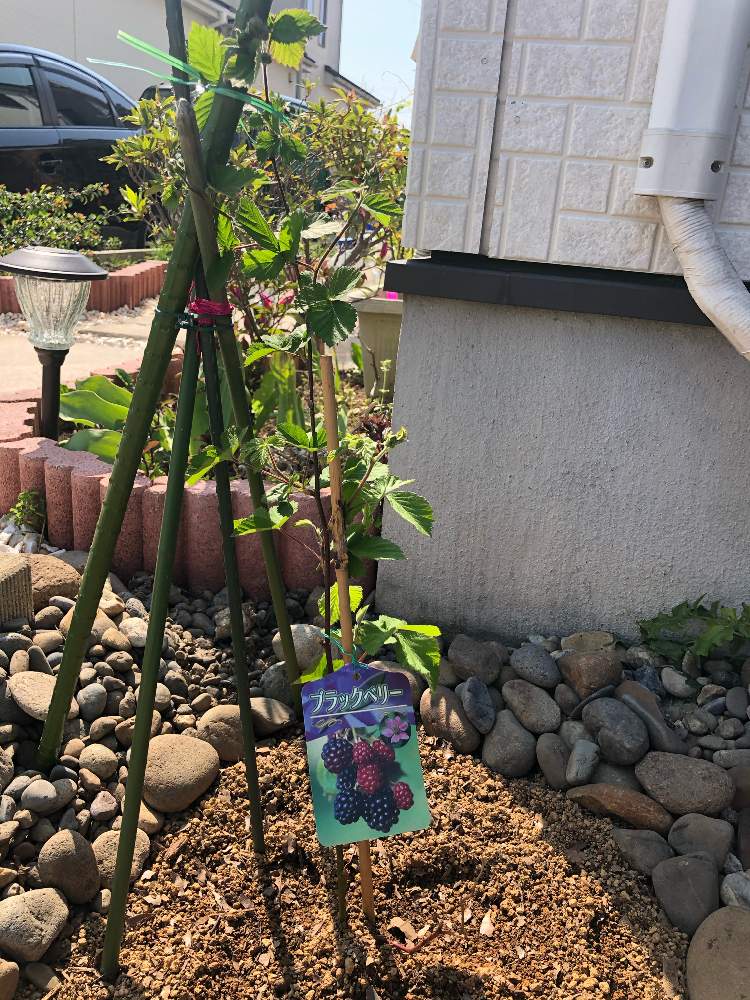 ブラックベリー Greensnap グリーンスナップ