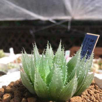 小林カクタスさんの投稿画像一覧 Greensnap グリーンスナップ
