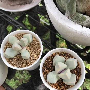 魔玉の投稿画像一覧 Greensnap グリーンスナップ