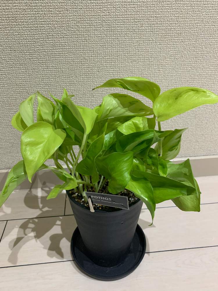 ポトス2種 テルノシャングリラ カット苗 テルノシャンゼリゼ 観葉植物 71 以上節約 テルノシャンゼリゼ