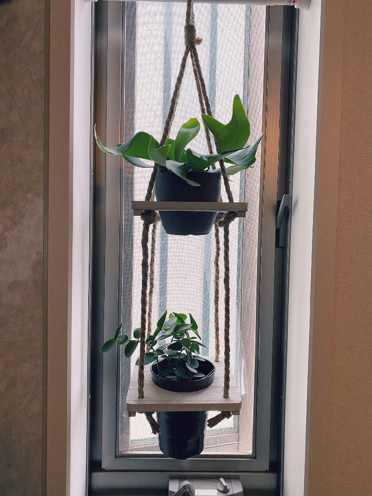 ホヤ カルノーサの投稿画像 By あちゃもさん コウモリランと観葉植物と植物のある暮らしと熊本と観葉植物のある暮らしとgreen Up 月5月2日 Greensnap グリーンスナップ