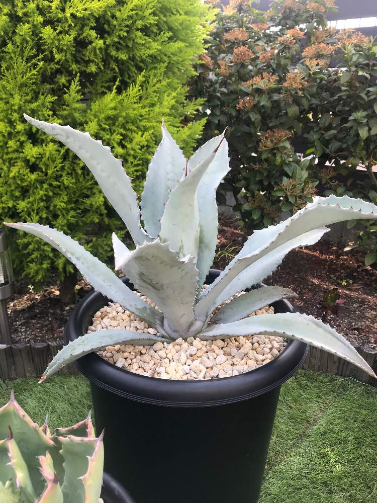 アガベ フランゾシニー錦 Agave franzosinii 斑入り カキコ