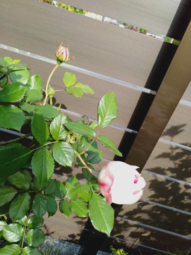 リリアンさんの投稿画像 月5月2日 Greensnap グリーンスナップ