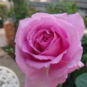 バラ ヴィヴィアンの画像 by ＹＵＭＩＫＯさん | 小さな庭といい香り❤と薔薇愛同盟と花が好き❤とバラ ヴィヴィアンとかわいい♡と大好きとおうち園芸と植中毒と花のある暮らしといい色♡