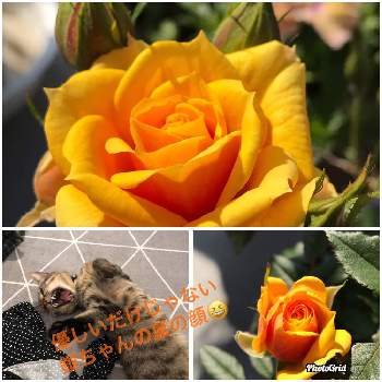 毎年咲いてくれる♡の画像 by ハリネズミさん | バルコニー/ベランダと薔薇♡と毎年咲いてくれる♡とネコ好きと猫のいる生活とビタミンカラー✨とネコと植物と黄色のバラと保護猫ちゃんと花のある暮らしとやっと咲いた〜♡
