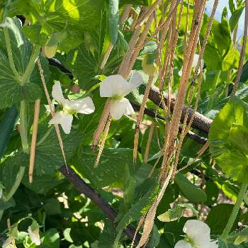 いんげんの花の投稿画像一覧 Greensnap グリーンスナップ