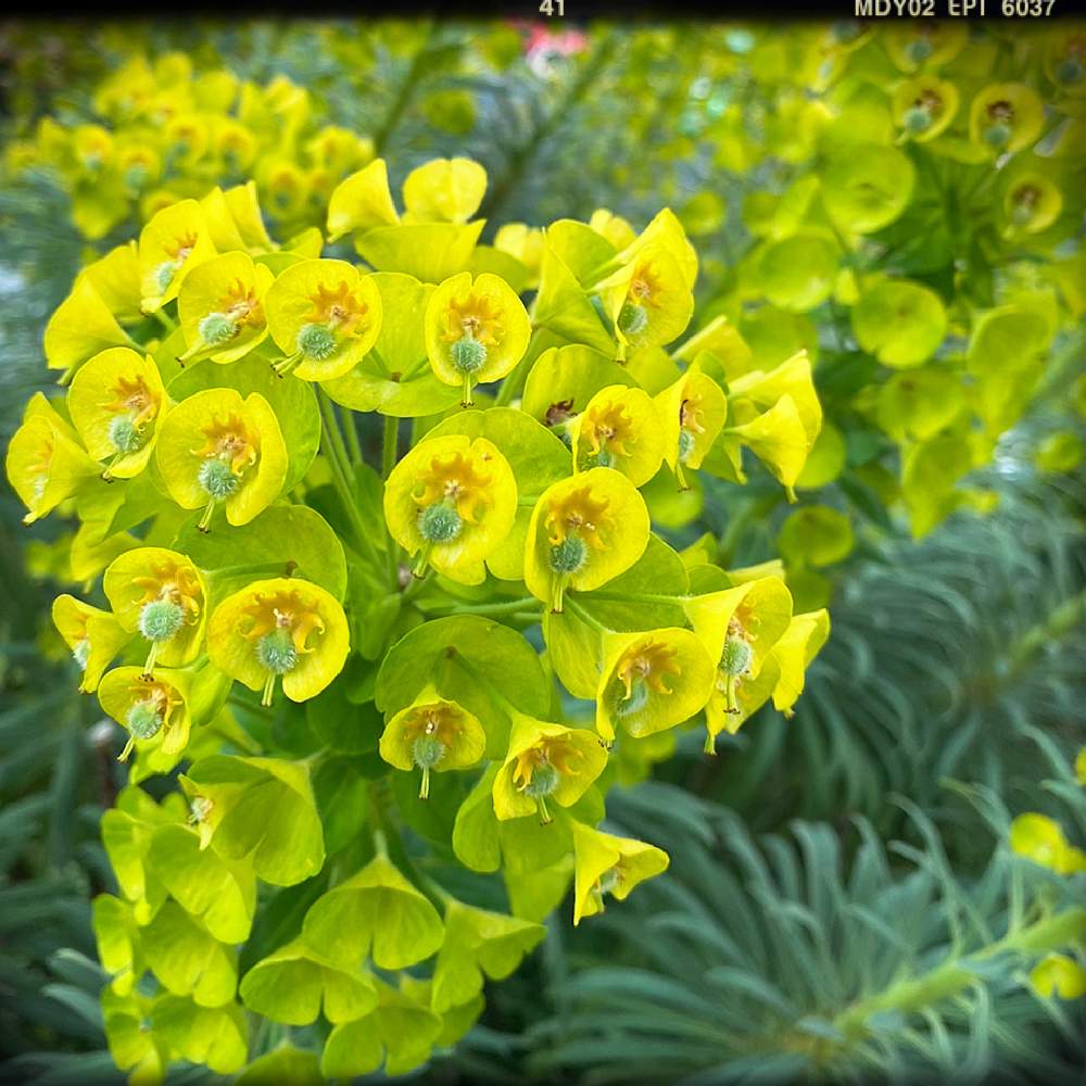 黄緑の花の投稿画像 By りのまるさん きいろといい天気と癒しと花壇と植物だいすきと植中毒と名前を教えてくださいとかわいいな 月5月2日 Greensnap グリーンスナップ