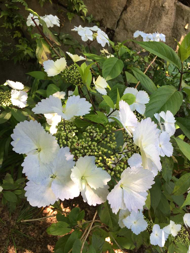 デラシネさんの投稿画像 月5月2日 Greensnap グリーンスナップ