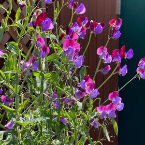 スイートピー マツカナ,スイートピー マツカナ,いい香り,紫のお花,4月の画像