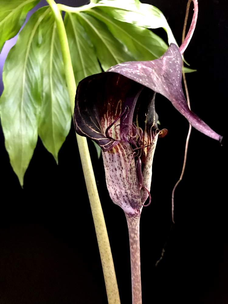 ビカクシダ ナンノン 