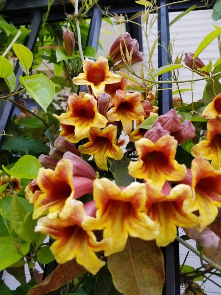 ツリガネカズラの投稿画像 By スーミーさん 月5月2日 Greensnap グリーンスナップ