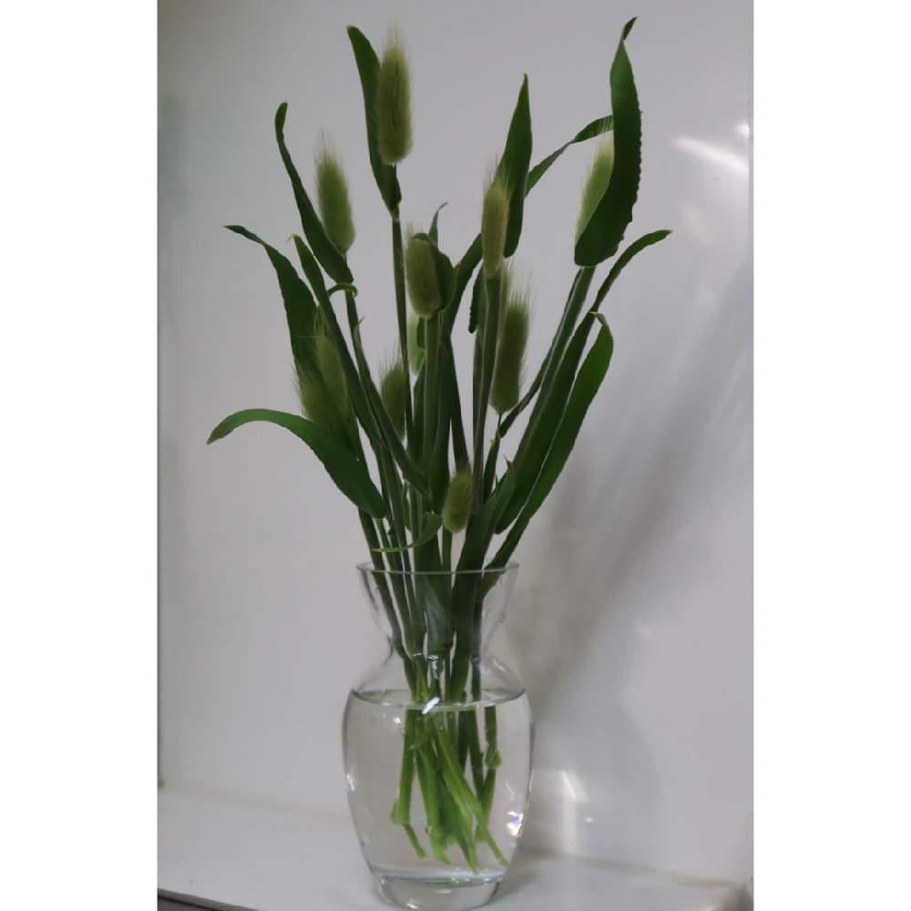 ラグラスの投稿画像 By Hanacocoさん 切り花と冬越しとおうち園芸とおうちで種まき 月5月2日 Greensnap グリーンスナップ