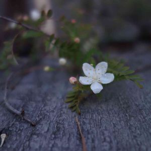 庭木,屋上ガーデン,花のある暮らし,レトロ,屋上庭園の画像