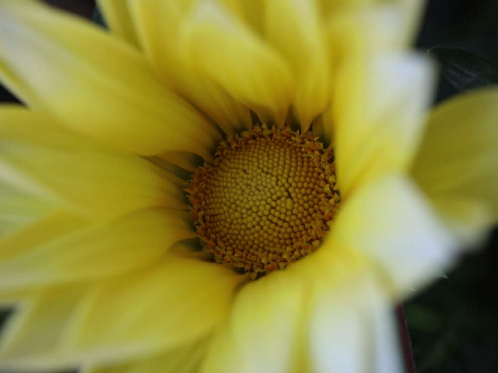 ガザニアの投稿画像 By Tetty3103さん 月5月2日 Greensnap グリーンスナップ