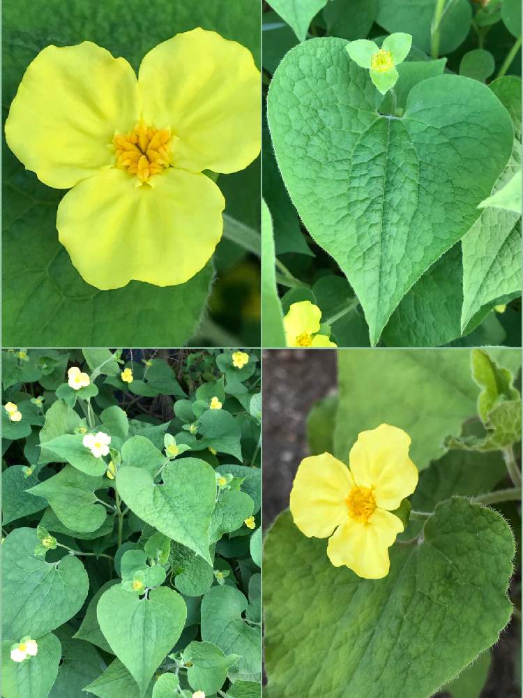 サルマ ヘンリー Saruma Henryi の投稿画像 By ひめだかさん 地植えと散歩中と花期長いと山野草と落葉と多年草とウマノスズクサ科と花のある暮らし 月5月2日 Greensnap グリーンスナップ
