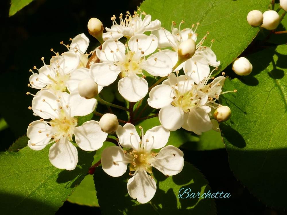 カマツカの投稿画像 By Barchettaさん 食べられると春を感じる花と過去画と白い花と落葉低木と赤い実 月5月3日 Greensnap グリーンスナップ