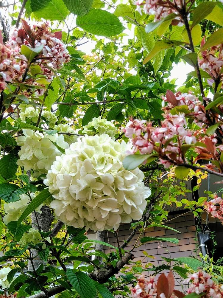 オオデマリの投稿画像 By すずはなさん 庭の木と庭のお花とスマホ写真 月5月3日 Greensnap グリーンスナップ